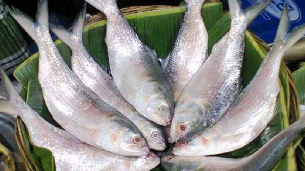 ভারতে ইলিশ রপ্তানি নিষেধাজ্ঞা প্রত্যাহারের দাবি