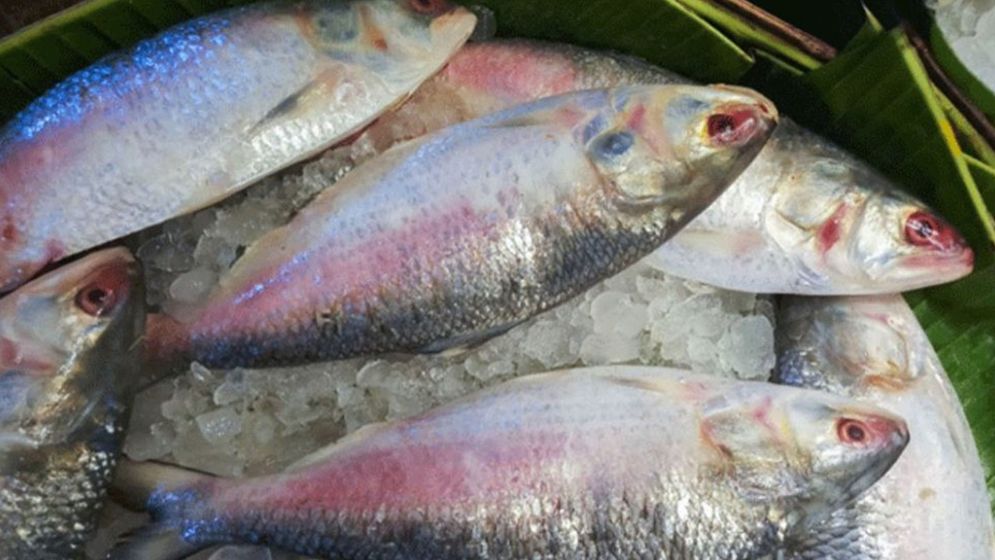 বাড়ছে ইলিশের সরবরাহ, কমছে বাজারদর